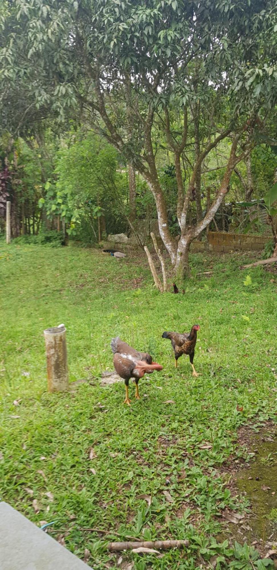 Bela Chacara Villa Suzano Buitenkant foto