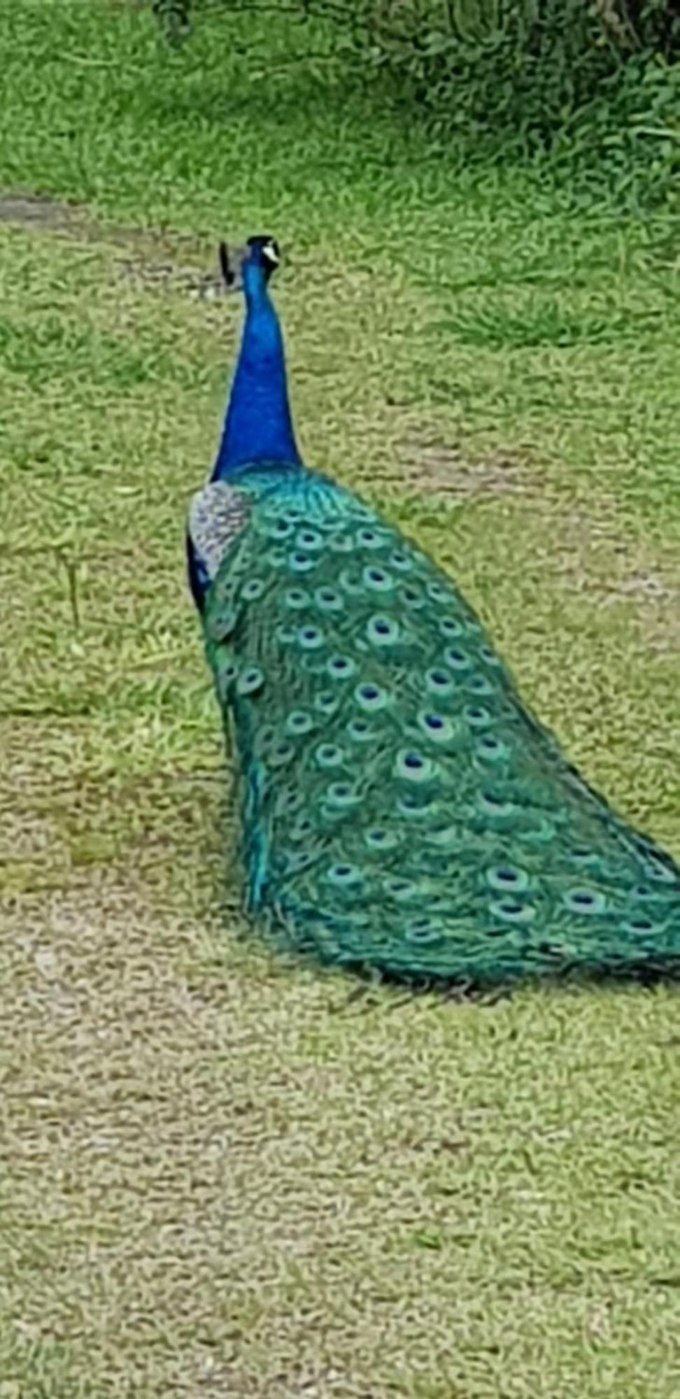 Bela Chacara Villa Suzano Kamer foto