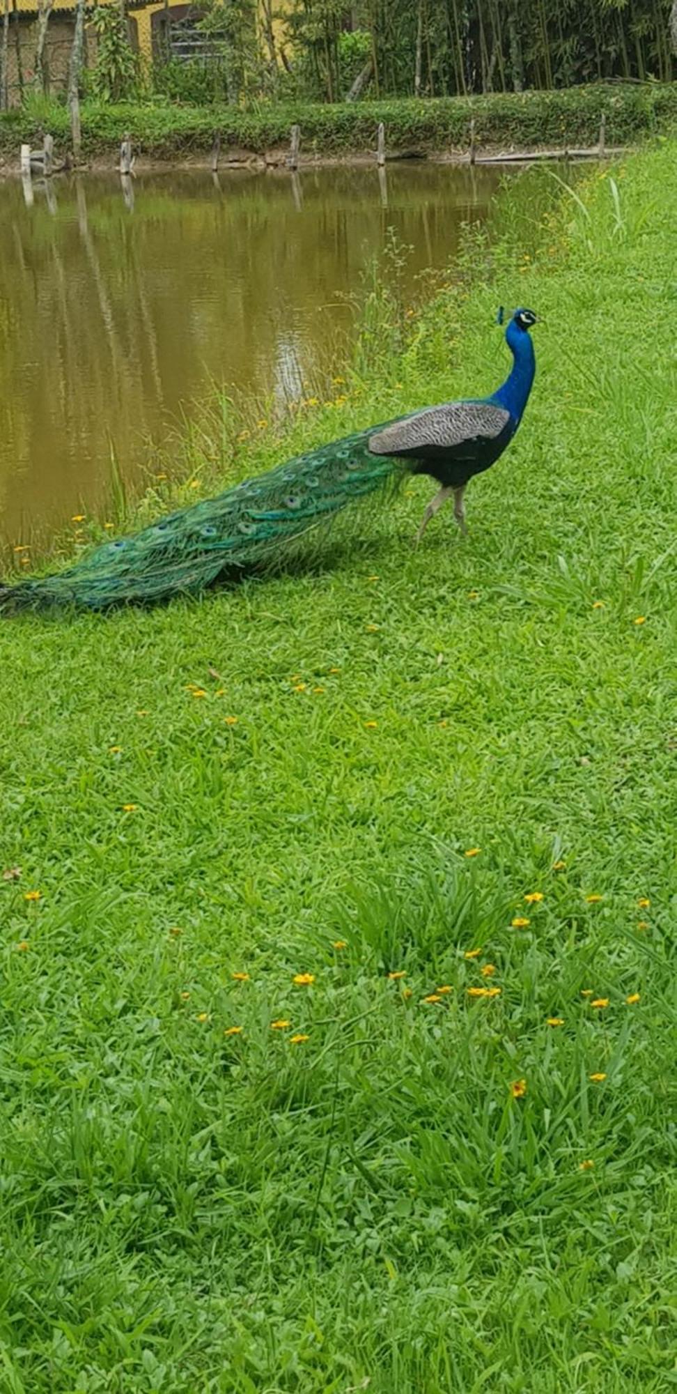 Bela Chacara Villa Suzano Kamer foto